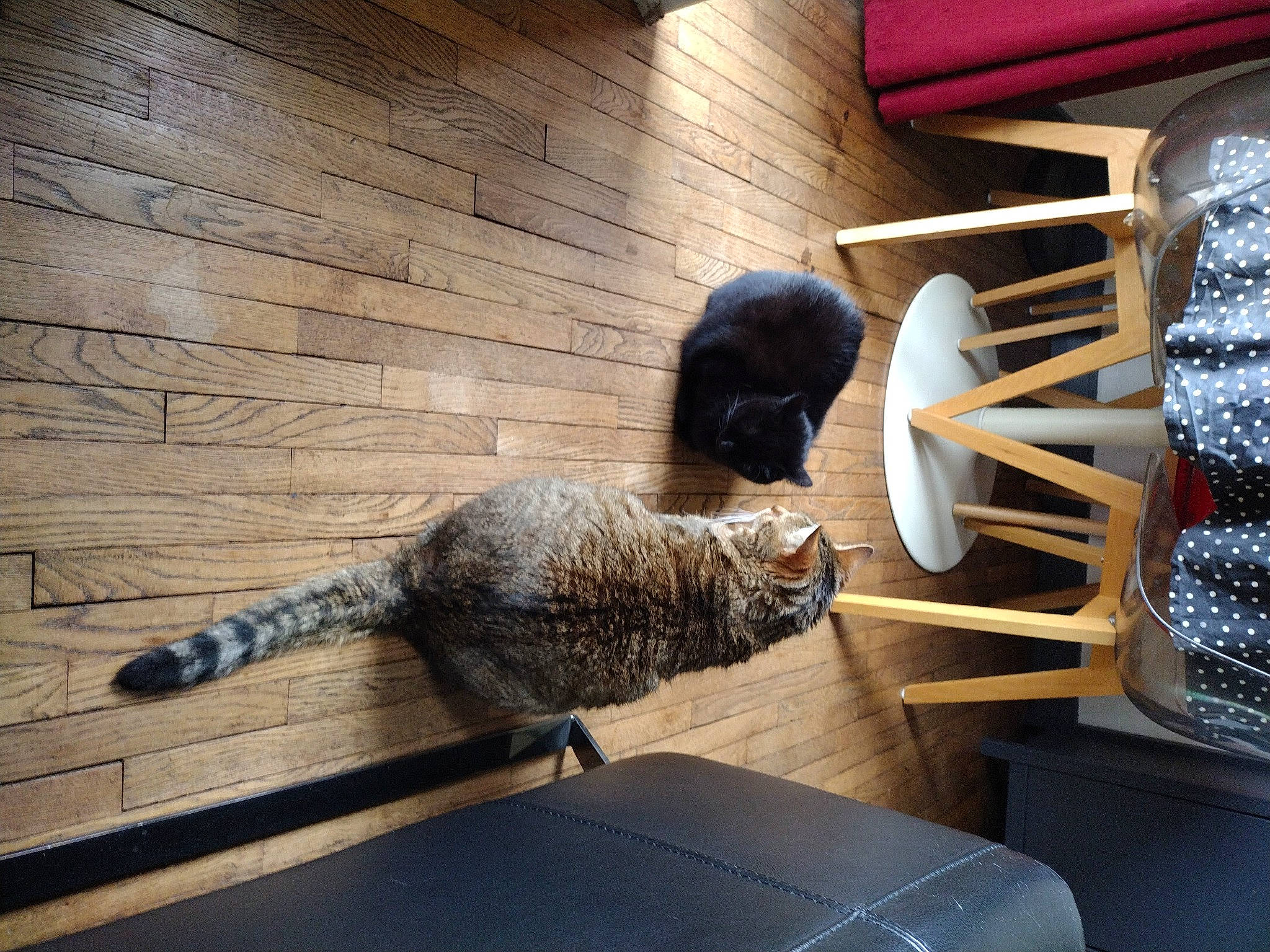 Pancake a rejoint le concours — aidez-le/la à gagner de superbes lots ! carnivore, cat, cat_supply, comfort, domestic_short_haired_cat, felidae, flooring, fur, hardwood, house, metal, pet_supply, room, shelf, small_to_medium_sized_cats, tail, vertebrate, whiskers, window, wood