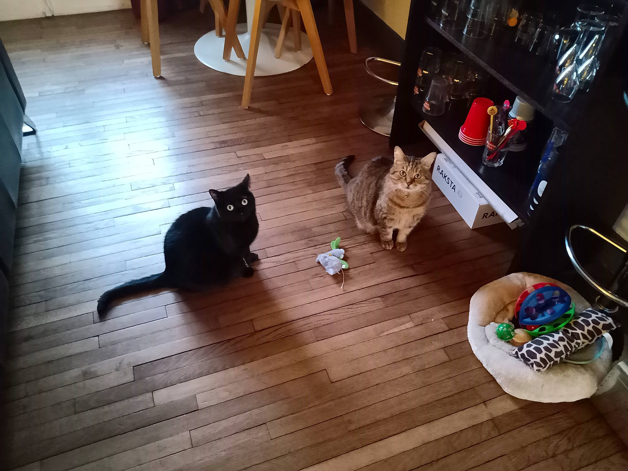 Pancake participe au concours pour gagner de l'argent avec cette photo : basket, brown, carnivore, cat, comfort, companion_dog, felidae, floor, flooring, hardwood, laminate_flooring, lighting, mammal, room, small_to_medium_sized_cats, vertebrate, whiskers, wood, wood_flooring, wood_stain