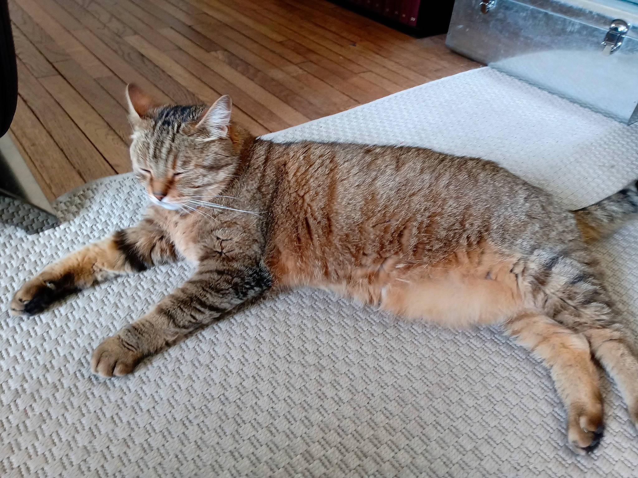 Pancake a rejoint le concours — aidez-le/la à gagner de superbes lots ! carnivore, cat, claw, comfort, domestic_short_haired_cat, fawn, felidae, flooring, foot, fur, hardwood, paw, plumbing_fixture, sitting, small_to_medium_sized_cats, snout, tail, terrestrial_animal, whiskers, wood