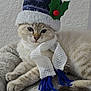 cat, fluffy, hat, scarf, winter_clothing, holiday, cozy, relaxed, indoor, blanket, feline, cute, pet, resting, blue, white, knit, decorative, holly, accessory