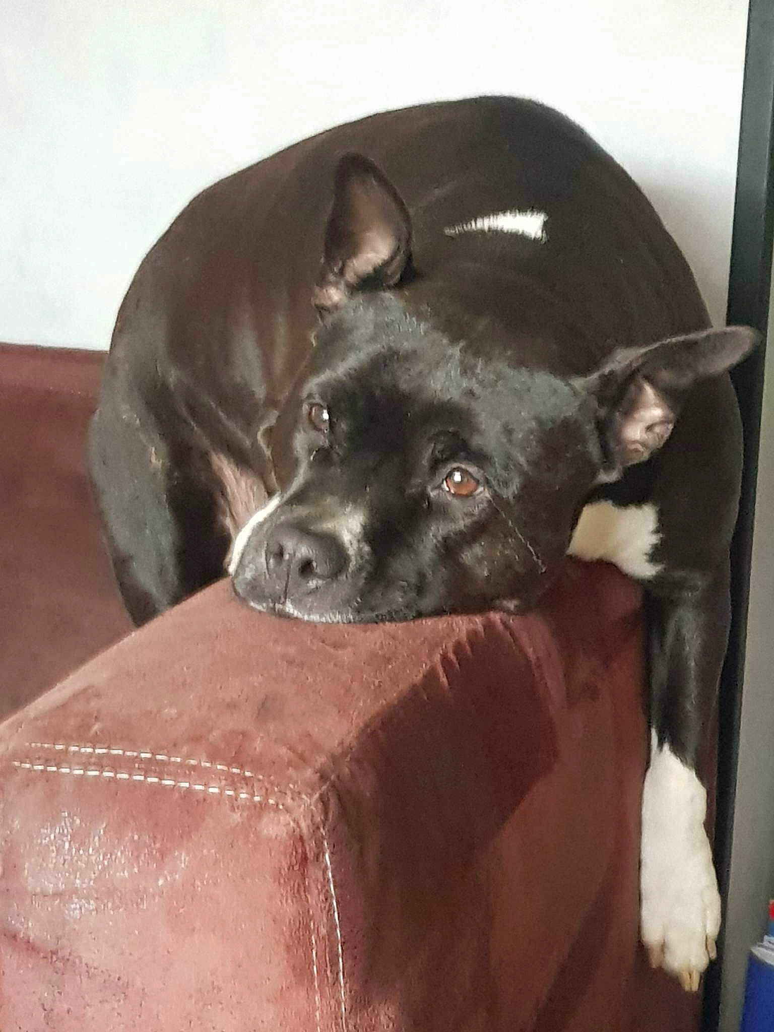 Naika participe au concours pour gagner de l'argent avec cette photo : canidae, carnivore, comfort, companion_dog, couch, dog, dog_breed, ear, fawn, fur, guard_dog, non_sporting_group, puppy, sporting_group, terrestrial_animal, toy_dog, whiskers, working_animal