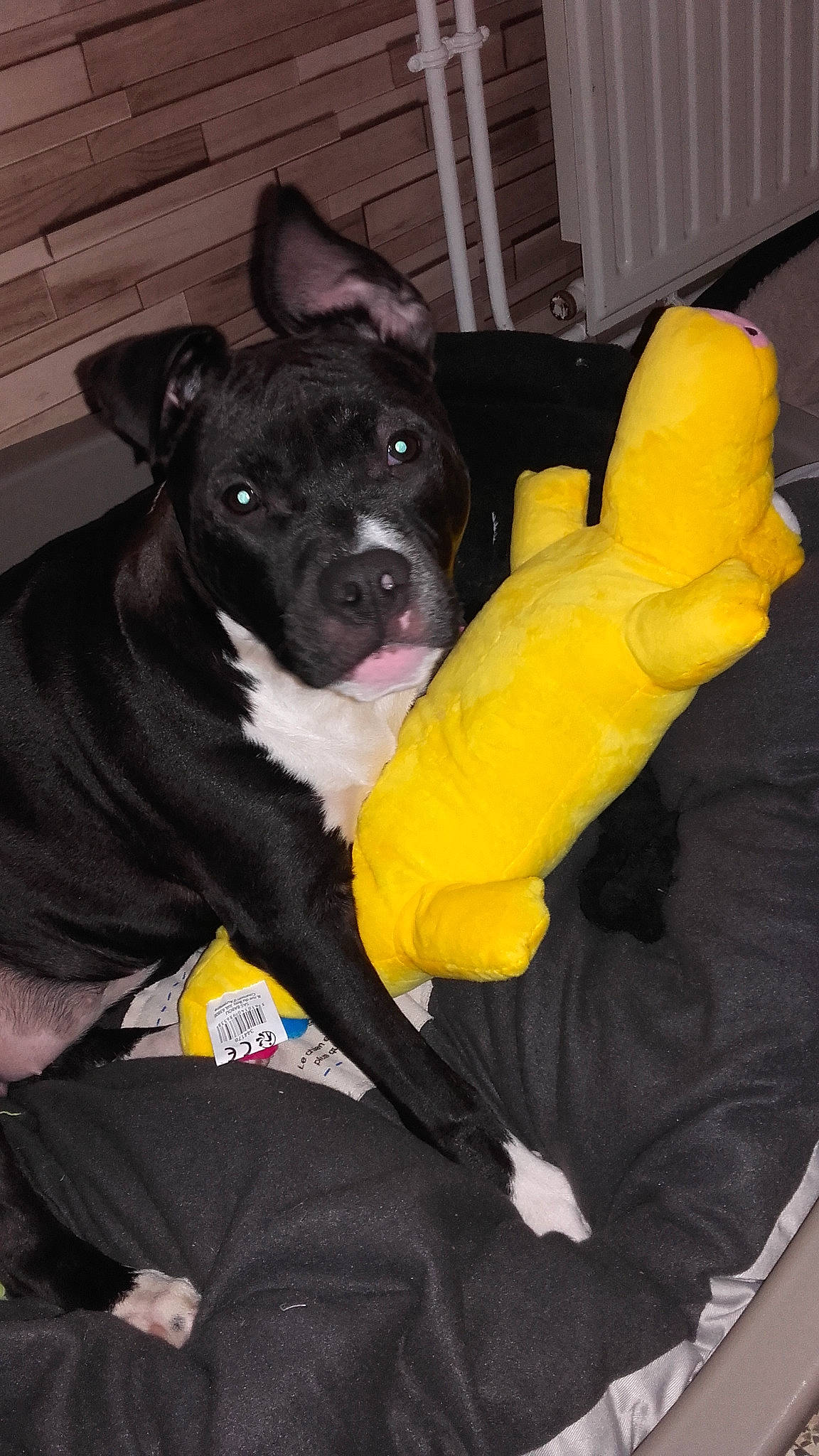 Naika a rejoint le concours — aidez-le/la à gagner de superbes lots ! american_pit_bull_terrier, american_staffordshire_terrier, bandog, canidae, carnivore, dog, dog_breed, fawn, mammal, non_sporting_group, puppy, snout, sporting_group, staffordshire_bull_terrier, tail, yellow