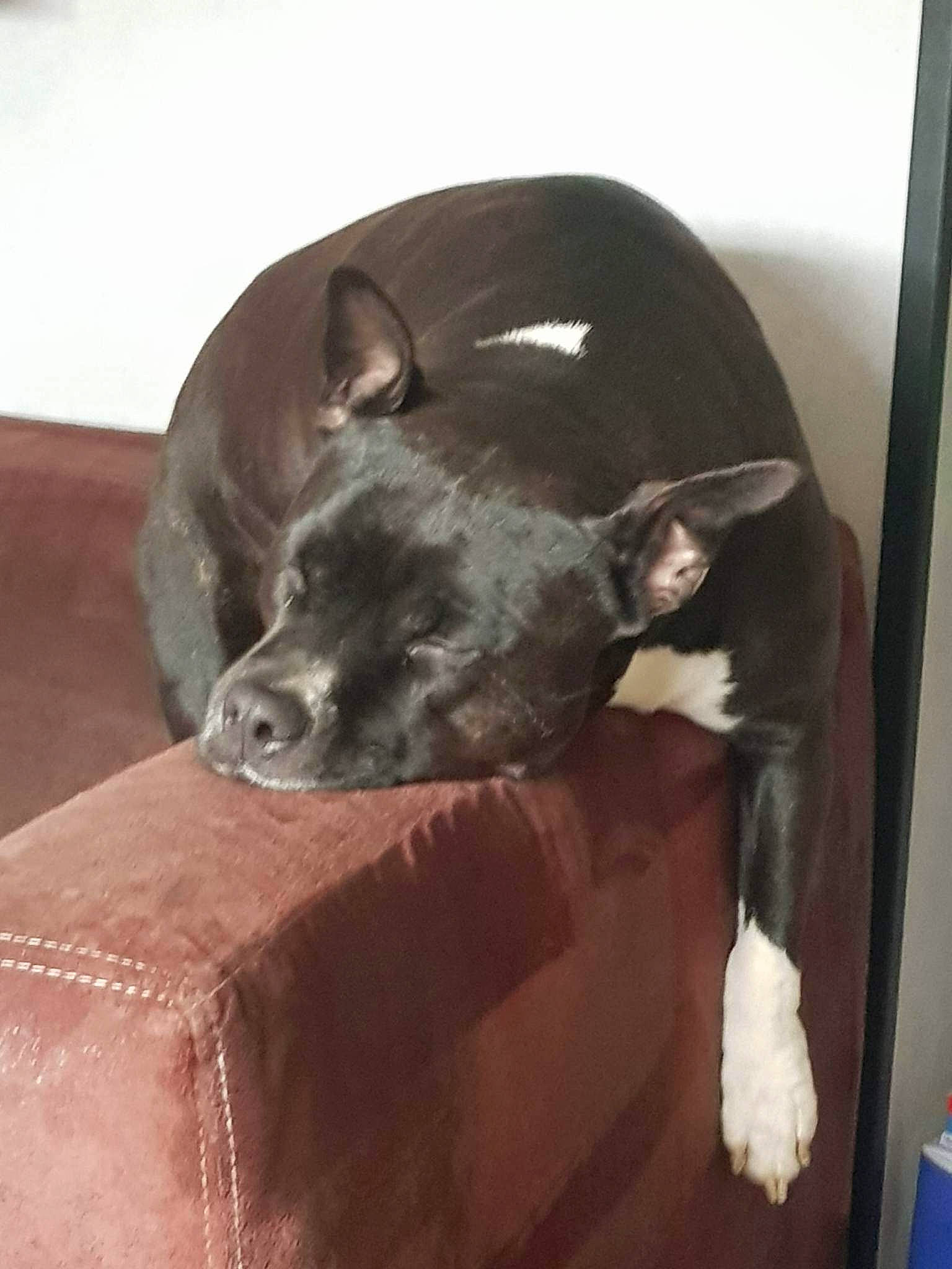 Naika a rejoint le concours — aidez-le/la à gagner de superbes lots ! canidae, carnivore, comfort, companion_dog, dog, dog_breed, fawn, felidae, guard_dog, hardwood, liver, non_sporting_group, room, snout, sporting_group, tail, terrestrial_animal, whiskers, wood, working_animal