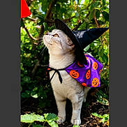 Cloud joined the competition — help win amazing prizes! animal, cape, cat, costume, cute, feline, festive, garden, greenery, halloween, holiday, looking_up, nature, outdoor, pet, plants, portrait, pumpkin_pattern, seasonal, witch_hat