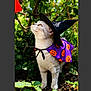animal, cape, cat, costume, cute, feline, festive, garden, greenery, halloween, holiday, looking_up, nature, outdoor, pet, plants, portrait, pumpkin_pattern, seasonal, witch_hat