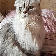 Nino a rejoint le concours — aidez-le/la à gagner de superbes lots ! cat, fluffy, silver_coat, pet, indoor, bed, blanket, checkered, feline, animal, cute, whiskers, ears, fur, portrait, domestic, resting, cozy, soft_light, background