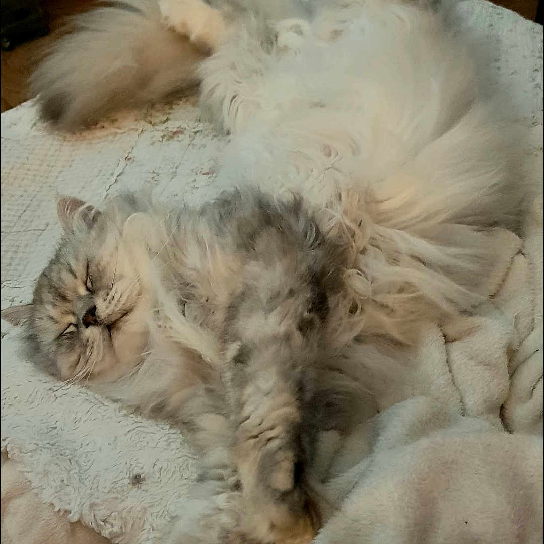 Nino participe au concours pour gagner de l'argent avec cette photo : cat, fluffy, sleeping, relaxed, pet, indoor, blanket, cozy, fur, paws, resting, cute, animal, domestic, comfort, bed, feline, soft, home, napping