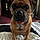 Brutus