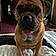 Brutus