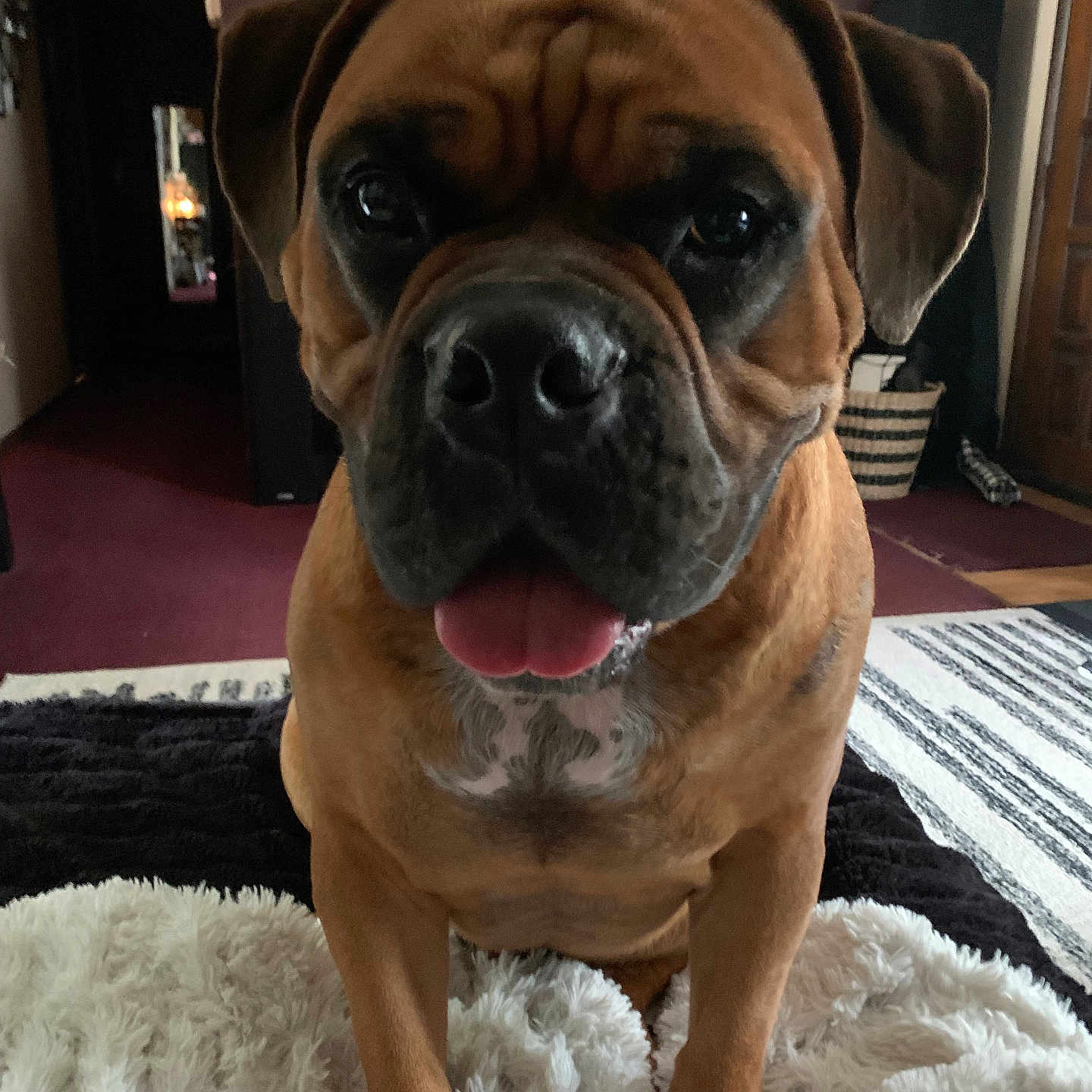 Brutus