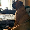 dog, brown_dog, bulldog, pet, animal, sitting, indoors, bed, blanket, couch, cushion, window, curtains, checkered_pattern, living_room, home, portrait, side_profile, paws, cozy