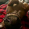 dog, dogs, pet, canine, brown_dog, sleeping, lying_down, relaxed, cuddling, indoor, blanket, red_blanket, black_blanket, collar, short_hair, closeup, cozy, home, resting, animal