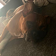 Brutus joined the competition — help win amazing prizes! dog, brown_dog, pet, animal, couch, indoors, living_room, sleeping, lying_down, relaxed, side_eye, short_hair, floppy_ears, wrinkled_face, muscular, white_chest, window, sunlight, furniture, portrait