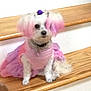 Whisper H. joined the competition — help win amazing prizes! dog, pet, pink, purple, bench, fur, clothing, accessory, indoor, small_dog, cute, animal, sitting, wood, ears, bow, costume, blurry, portrait, white_fur