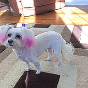 Whisper H. is registered to the contest to win money with this photo: dog, small_dog, white_dog, pink_ears, indoor, carpet, patterned_rug, wooden_floor, recliner, sunlight, shadow, pet, fur, cute, alert, standing, tail, room, home, animal