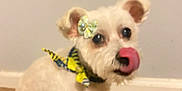 Whisper H. joined the competition — help win amazing prizes! dog, white_dog, small_dog, bow, flower_bow, scarf, yellow_scarf, carpet, indoor, pet, cute, licking, ears, fur, sitting, animal, companion, domestic, friendly, blurred
