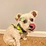 dog, white_dog, small_dog, bow, flower_bow, scarf, yellow_scarf, carpet, indoor, pet, cute, licking, ears, fur, sitting, animal, companion, domestic, friendly, blurred