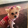 Whisper H. joined the competition — help win amazing prizes! dog, small_dog, pet, indoor, carpet, red_shirt, bows, cute, fluffy, animal, mammal, sitting, looking, fur, domestic_animal, companion, playful, adorable, young, portrait