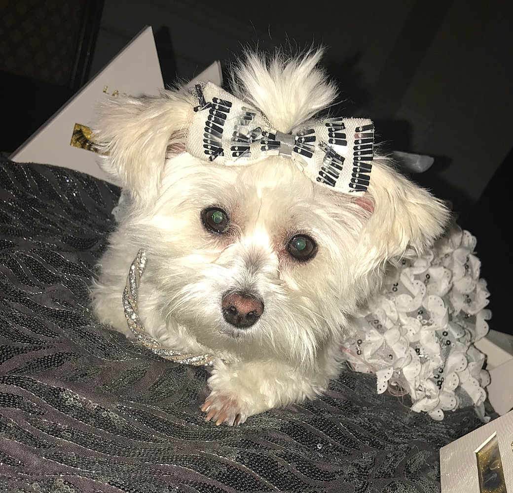 Whisper H. is registered to the contest to win money with this photo: dog, white_dog, bow, pet_clothing, frilly_dress, cute, fluffy, indoor, closeup, small_dog, pet_accessory, decorative, fabric, sequins, portrait, animal, domestic_animal, face, fur, paw