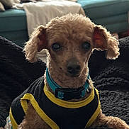 Freddy is registered to the contest to win money with this photo: dog, small_dog, curly_fur, pet, indoor, blanket, couch, living_room, collar, clothing, black_clothing, yellow_trim, blue_collar, fur, animal, cute, cozy, furniture, soft_lighting, domestic