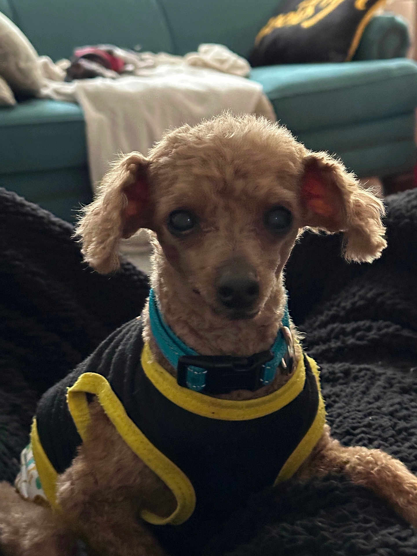 Freddy is registered to the contest to win money with this photo: dog, small_dog, curly_fur, pet, indoor, blanket, couch, living_room, collar, clothing, black_clothing, yellow_trim, blue_collar, fur, animal, cute, cozy, furniture, soft_lighting, domestic