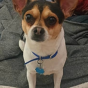 Little Man is registered to the contest to win money with this photo: dog, small_dog, pet, animal, collar, tag, ears, eyes, fur, white_fur, black_fur, brown_fur, blanket, indoor, cute, looking_at_camera, sitting, cozy, companion, canine