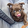 Baya a rejoint le concours — aidez-le/la à gagner de superbes lots ! adorable, animal, brown_fur, close_up, companion, cushion, cute, dog, domestic_animal, fluffy, friendly, indoor, licking, pet, playful, puppy, small_dog, snack, treat, young_dog