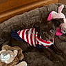 alert, animal, bed, brown_fur, bunny_toy, clothing, cozy, cute, dog, indoor, lion_toy, pet, plush, puppy, red_and_white_stripes, resting, small_dog, soft_bed, stuffed_toy, toy