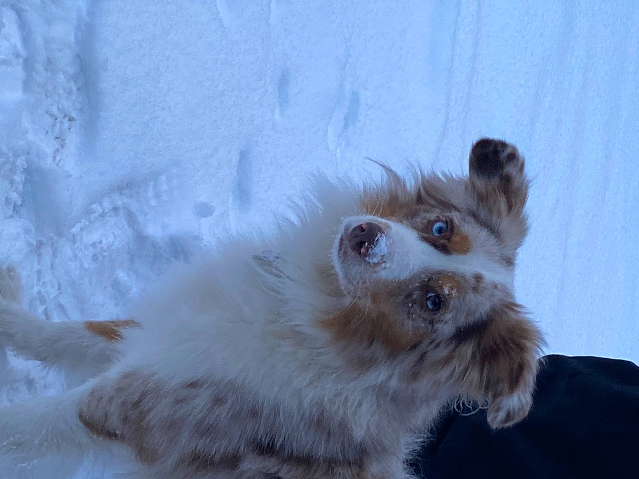 Hurley joined the competition — help win amazing prizes! canidae, carnivore, claw, collar, companion_dog, dog, dog_breed, dog_collar, fawn, felidae, fur, paw, small_to_medium_sized_cats, snout, sporting_group, tail, terrestrial_animal, toy_dog, whiskers, working_animal