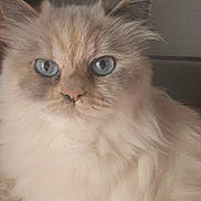 Sushi participe au concours pour gagner de l'argent avec cette photo : animal, blue_eyes, calm, cat, close_up, cozy, cute, domestic_cat, ears, face, feline, fluffy, indoor, looking, mammal, nose, pet, portrait, soft_fur, whiskers