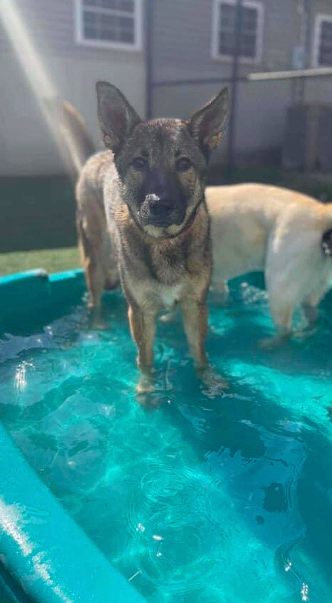 Kody joined the competition — help win amazing prizes! canidae, carnivore, companion_dog, dog, dog_breed, fawn, fun, guard_dog, leisure, recreation, snout, sporting_group, swimming_pool, terrestrial_animal, water, working_animal, working_dog
