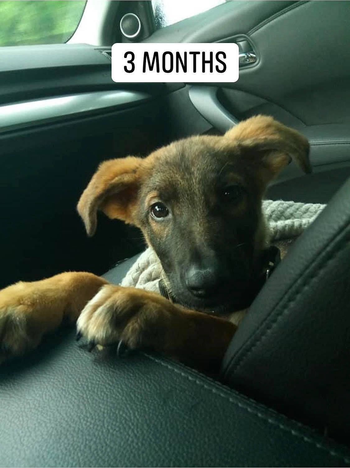 Kody is registered to the contest to win money with this photo: auto_part, automotive_exterior, canidae, car, carnivore, companion_dog, dog, dog_breed, family_car, fawn, great_dane, sighthound, snout, sporting_group, terrestrial_animal, toy_dog, vehicle_door, whiskers, windshield, working_animal