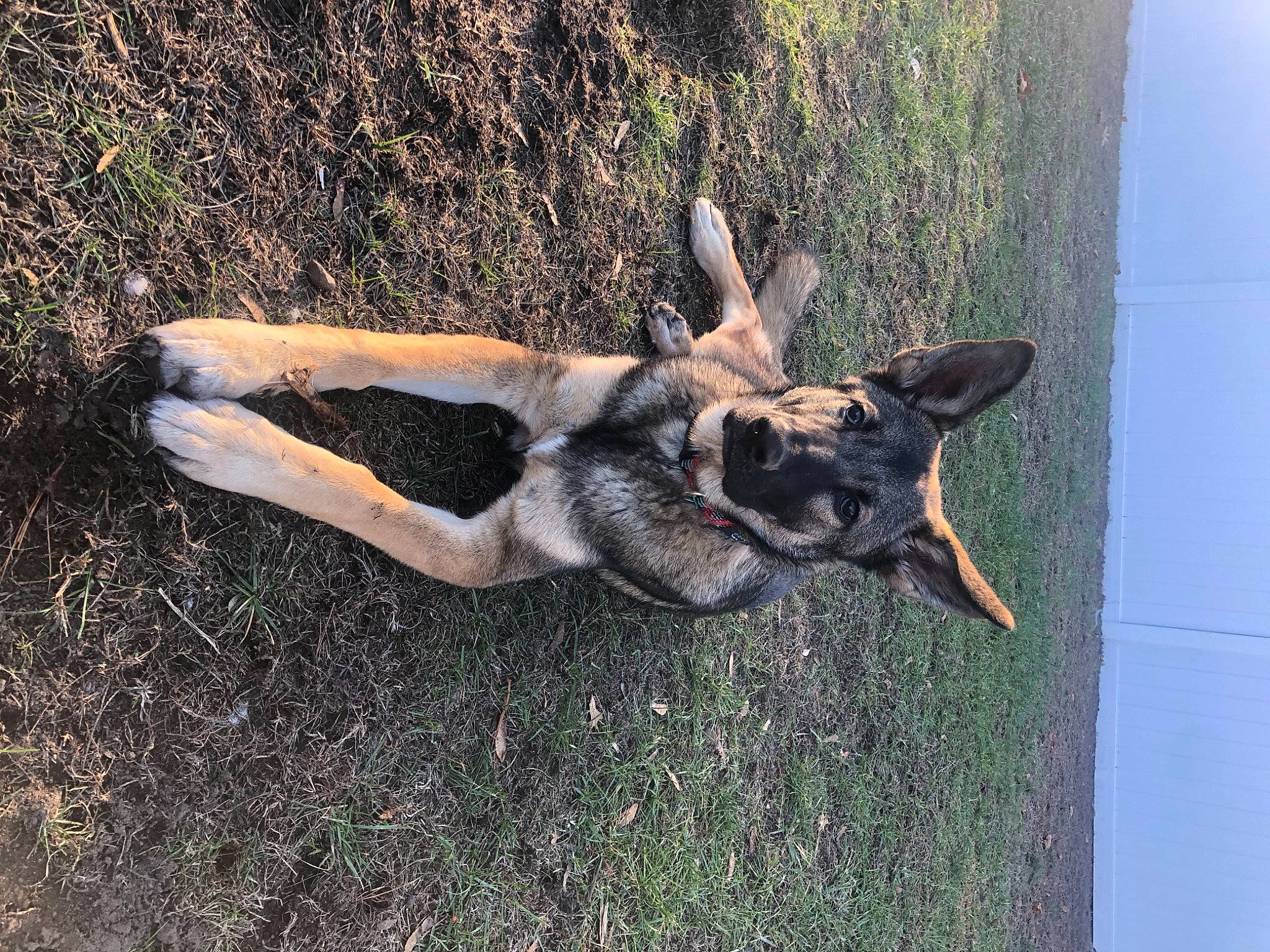 Kody is registered to the contest to win money with this photo: canidae, carnivore, companion_dog, dog, dog_breed, dog_supply, east_european_shepherd, fawn, german_shepherd_dog, grass, herding_dog, king_shepherd, old_german_shepherd_dog, plant, soil, sporting_group, tail, tree, working_animal, working_dog