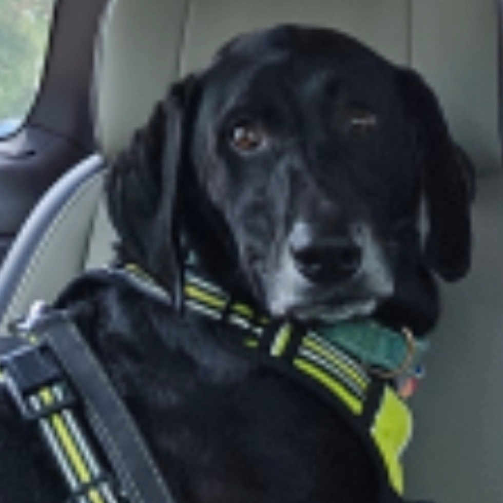Jake is registered to the contest to win money with this photo: accessories, animal, belt, canine, cushion, dog, greatdane, harness, headrest, homedecor, hound, labradorretriever, pet, pointer, policedog, puppy, seatbelt, snout