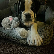 Pablo joined the competition — help win amazing prizes! puppy, dog, pet, bed, plush_toy, elephant_toy, carpet, indoor, cute, animal, young, paw, fur, resting, cozy, black_and_white, looking_at_camera, soft, home, comfort