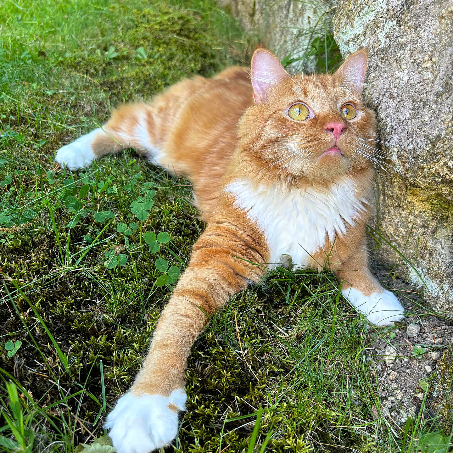Gizmo joined the competition — help win amazing prizes! alert, animal, cat, close_up, curious, cute, daylight, feline, fur, grass, greenery, laying_down, moss, nature, orange_cat, outdoor, pet, stone_wall, whiskers, white_paws