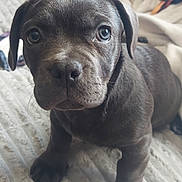 Sophie joined the competition — help win amazing prizes! adorable, animal, blanket, canine, close_up, companion, cozy, curious, cute, dog, face, fur, gray_fur, indoors, looking_at_camera, pet, puppy, small, soft_texture, young