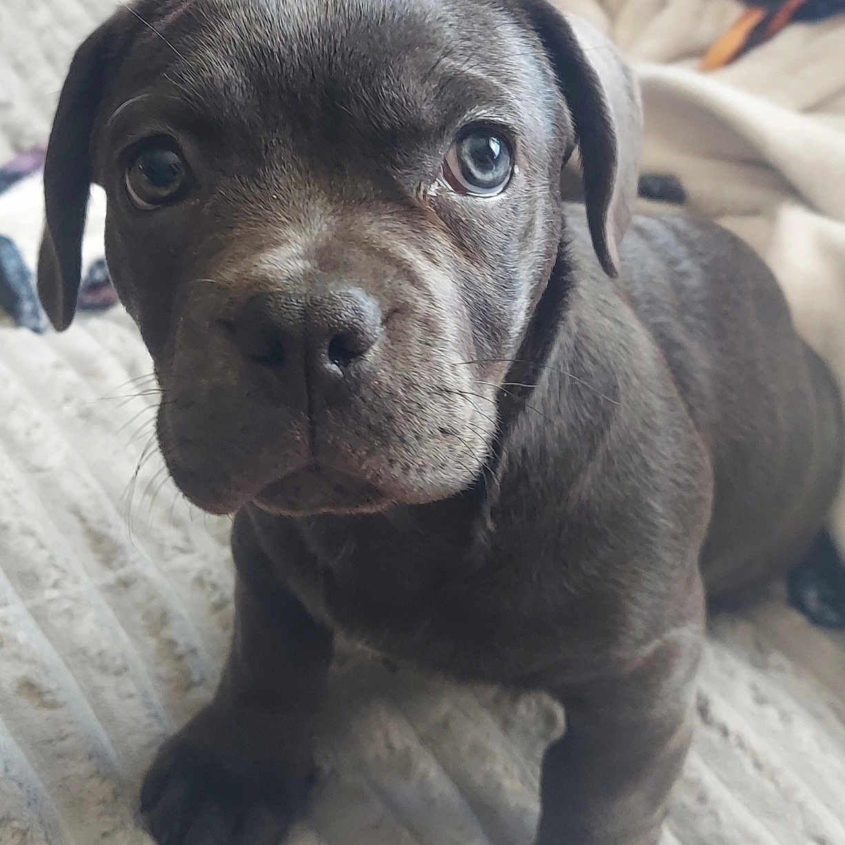 Sophie