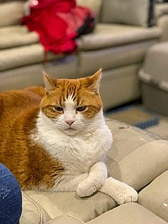 Dixie Lynn is registered to the contest to win money with this photo: aegean_cat, american_wirehair, asian, carnivore, cat, domestic_short_haired_cat, european_shorthair, fawn, felidae, fur, kitten, paw, polydactyl_cat, sitting, small_to_medium_sized_cats, tabby_cat, whiskers