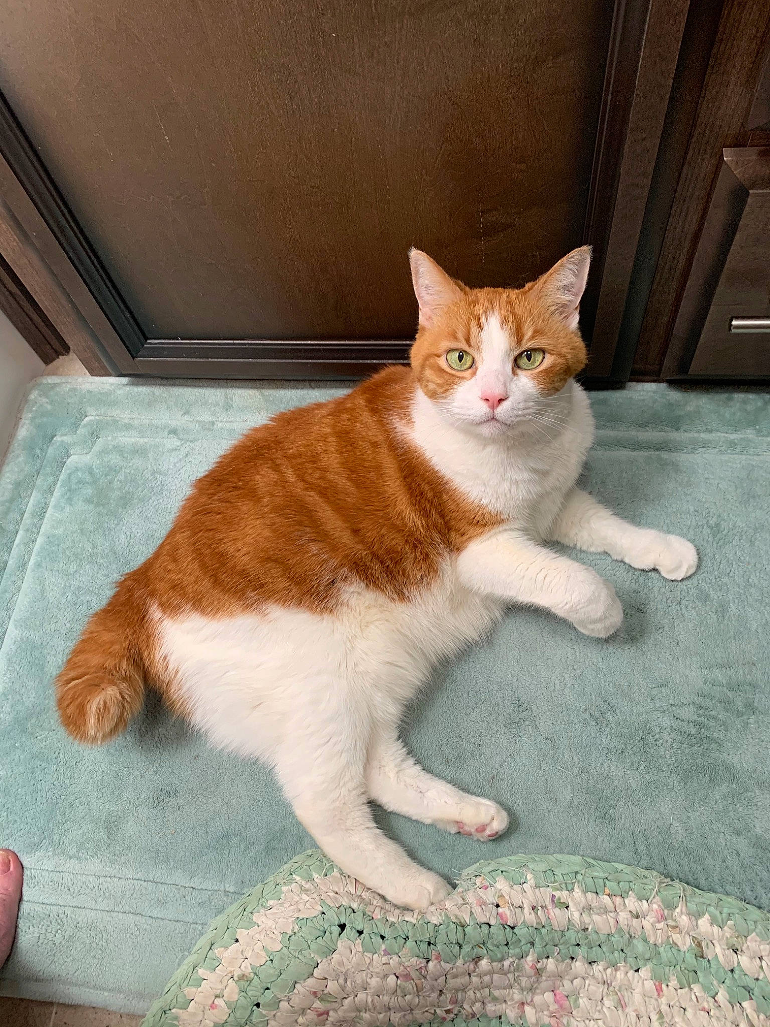 Dixie Lynn joined the competition — help win amazing prizes! aegean_cat, american_wirehair, arabian_mau, carnivore, cat, domestic_short_haired_cat, european_shorthair, fawn, felidae, fur, german_rex, kitten, leg, mammal, polydactyl_cat, small_to_medium_sized_cats, tail, vertebrate, whiskers