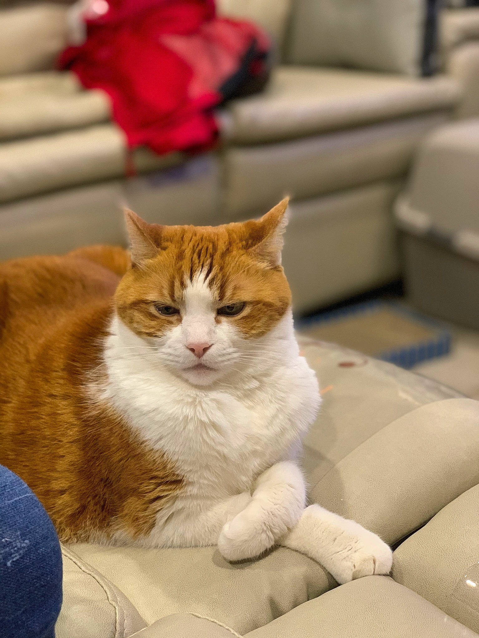 Dixie Lynn is registered to the contest to win money with this photo: aegean_cat, american_wirehair, asian, carnivore, cat, domestic_short_haired_cat, european_shorthair, fawn, felidae, fur, kitten, paw, polydactyl_cat, sitting, small_to_medium_sized_cats, tabby_cat, whiskers