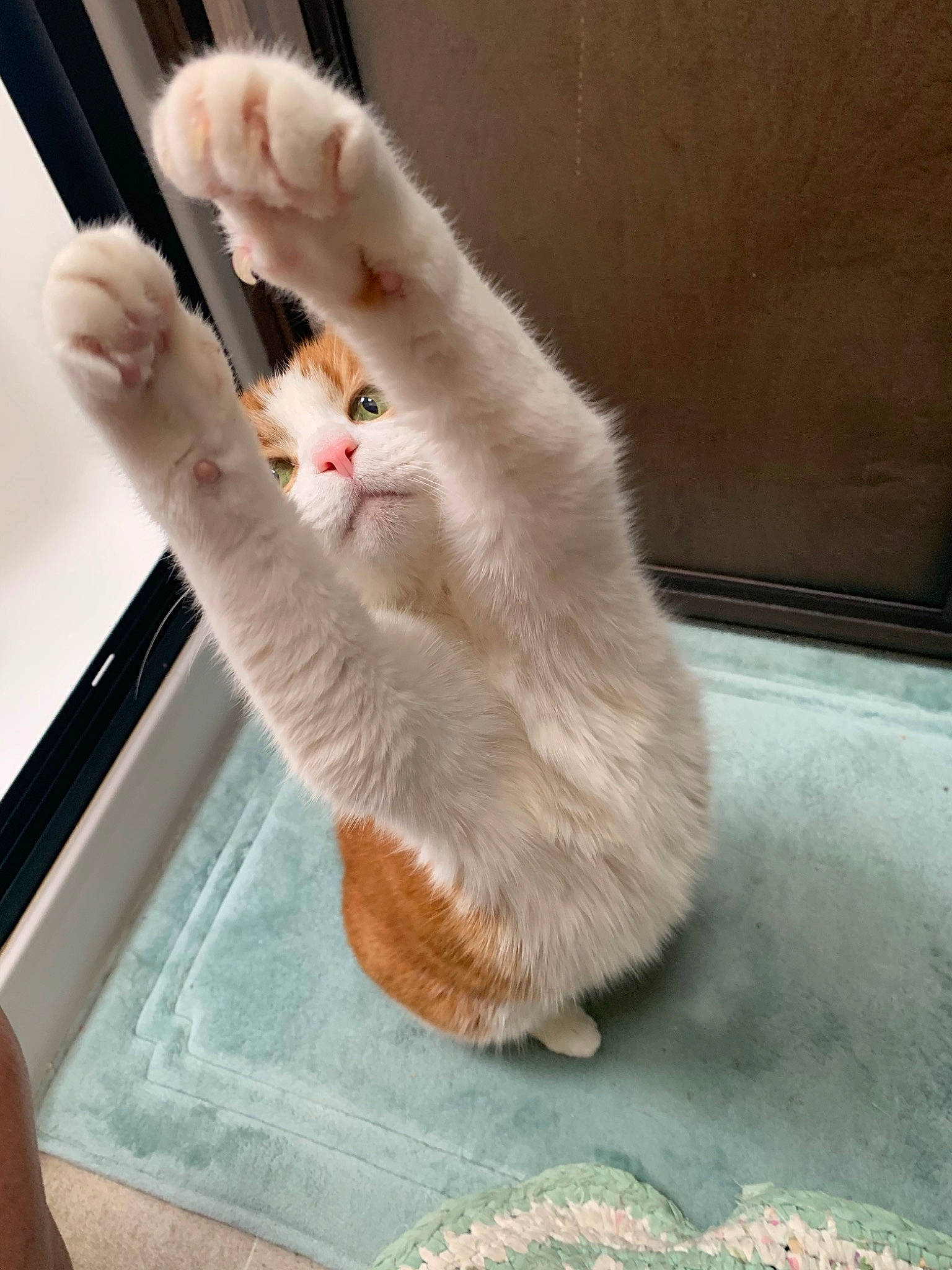 Dixie Lynn joined the competition — help win amazing prizes! carnivore, cat, claw, fawn, felidae, fur, paw, polydactyl_cat, small_to_medium_sized_cats, tail, turkish_angora, turkish_van, whiskers