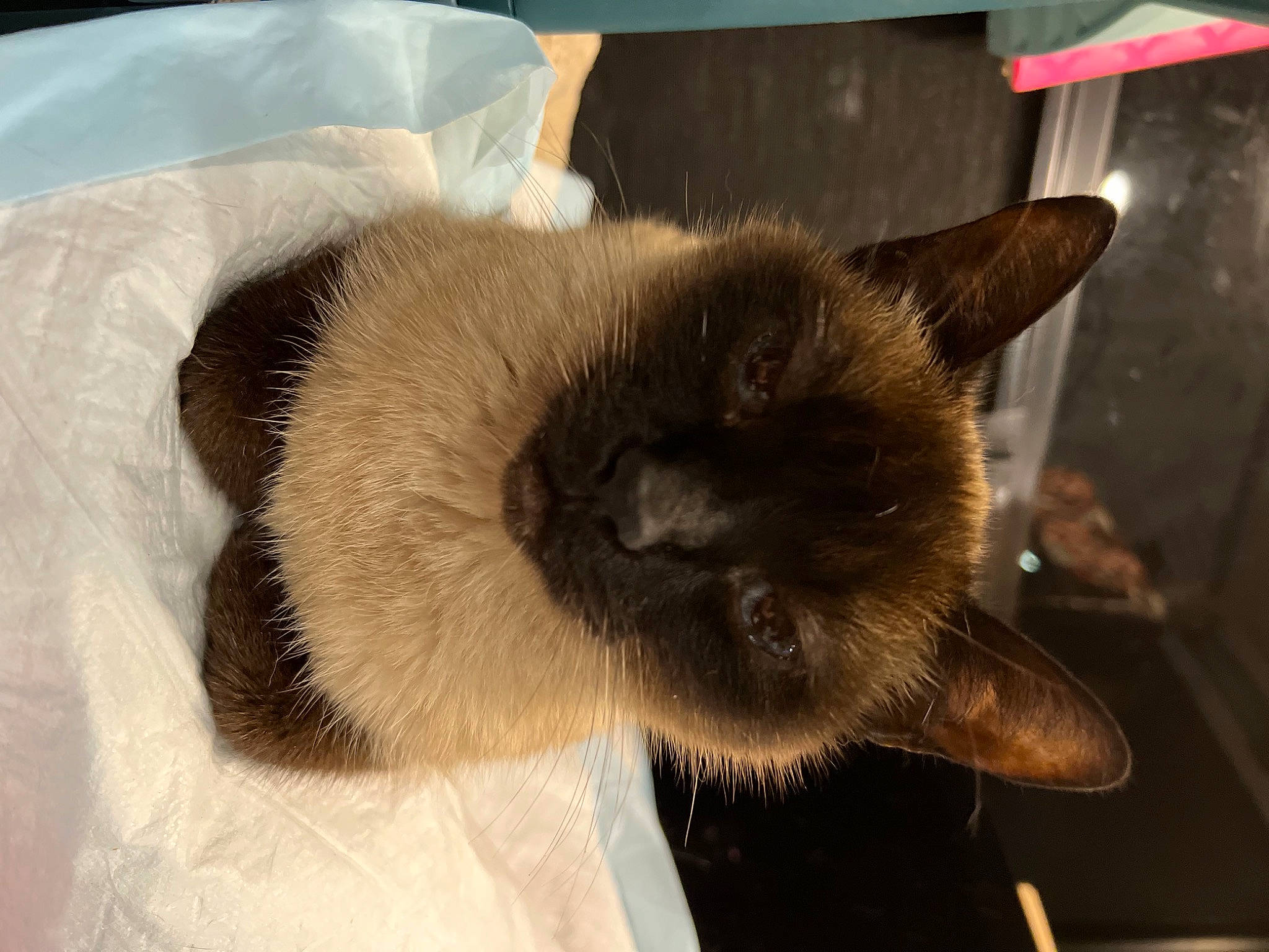 Bitty Monster is registered to the contest to win money with this photo: carnivore, cat, ear, fawn, felidae, fur, siamese, small_to_medium_sized_cats, snout, tail, thai, tonkinese, whiskers