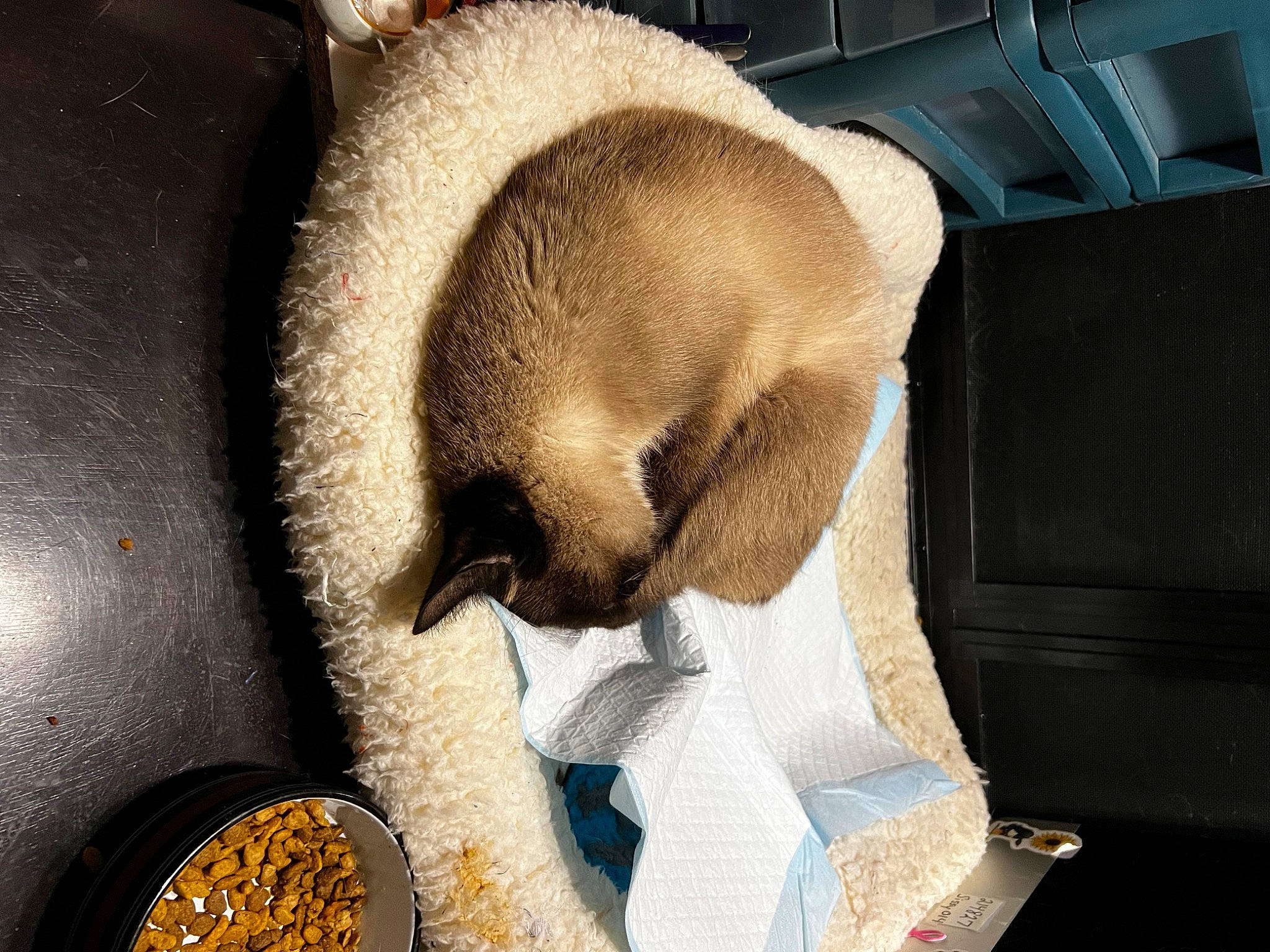 Bitty Monster is registered to the contest to win money with this photo: animal_feed, automotive_lighting, carnivore, cat_supply, comfort, comfort_food, cottonseed_oil, cuisine, dish, fawn, fur, hat, ingredient, linens, metal, nap, serveware, stuffed_toy, tail