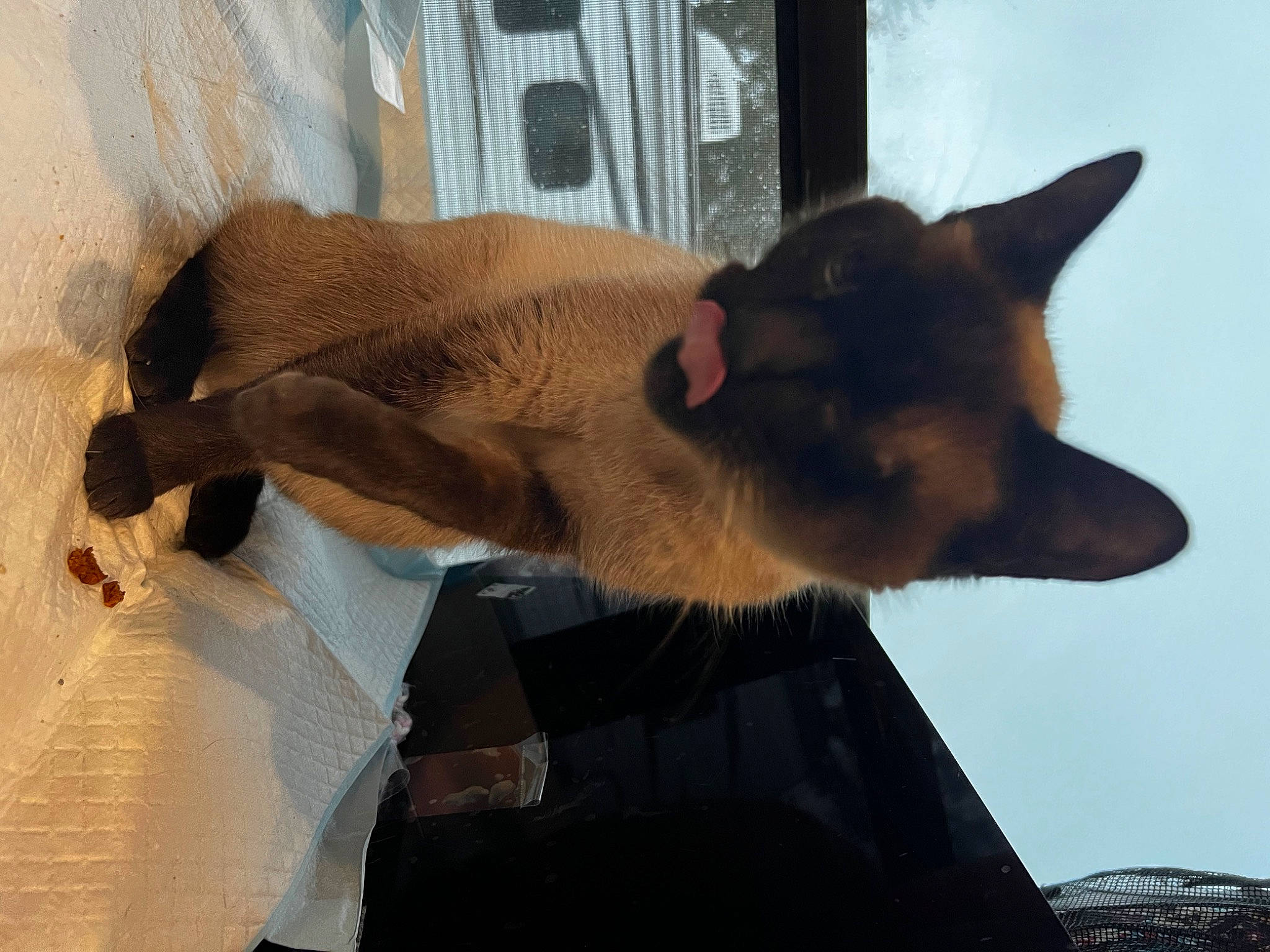 Bitty Monster is registered to the contest to win money with this photo: canidae, carnivore, cat, collar, dog_breed, fawn, felidae, fur, sky, small_to_medium_sized_cats, snout, tail, terrestrial_animal, whiskers