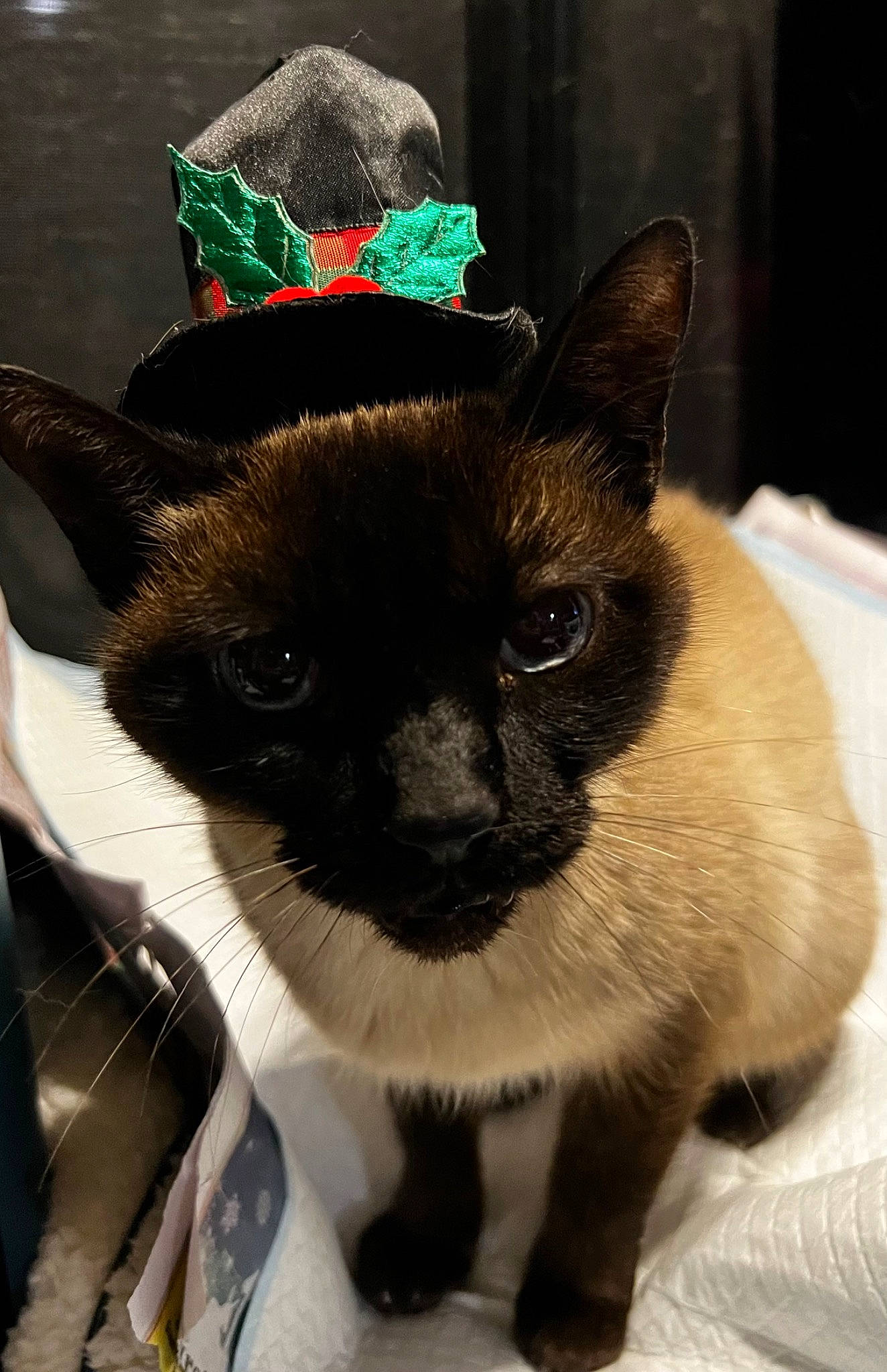 Bitty Monster is registered to the contest to win money with this photo: balinese, cap, carnivore, cat, costume_hat, domestic_short_haired_cat, fashion_accessory, fawn, fedora, felidae, fur, hat, mammal, party_hat, pet_supply, siamese, small_to_medium_sized_cats, snout, thai, whiskers