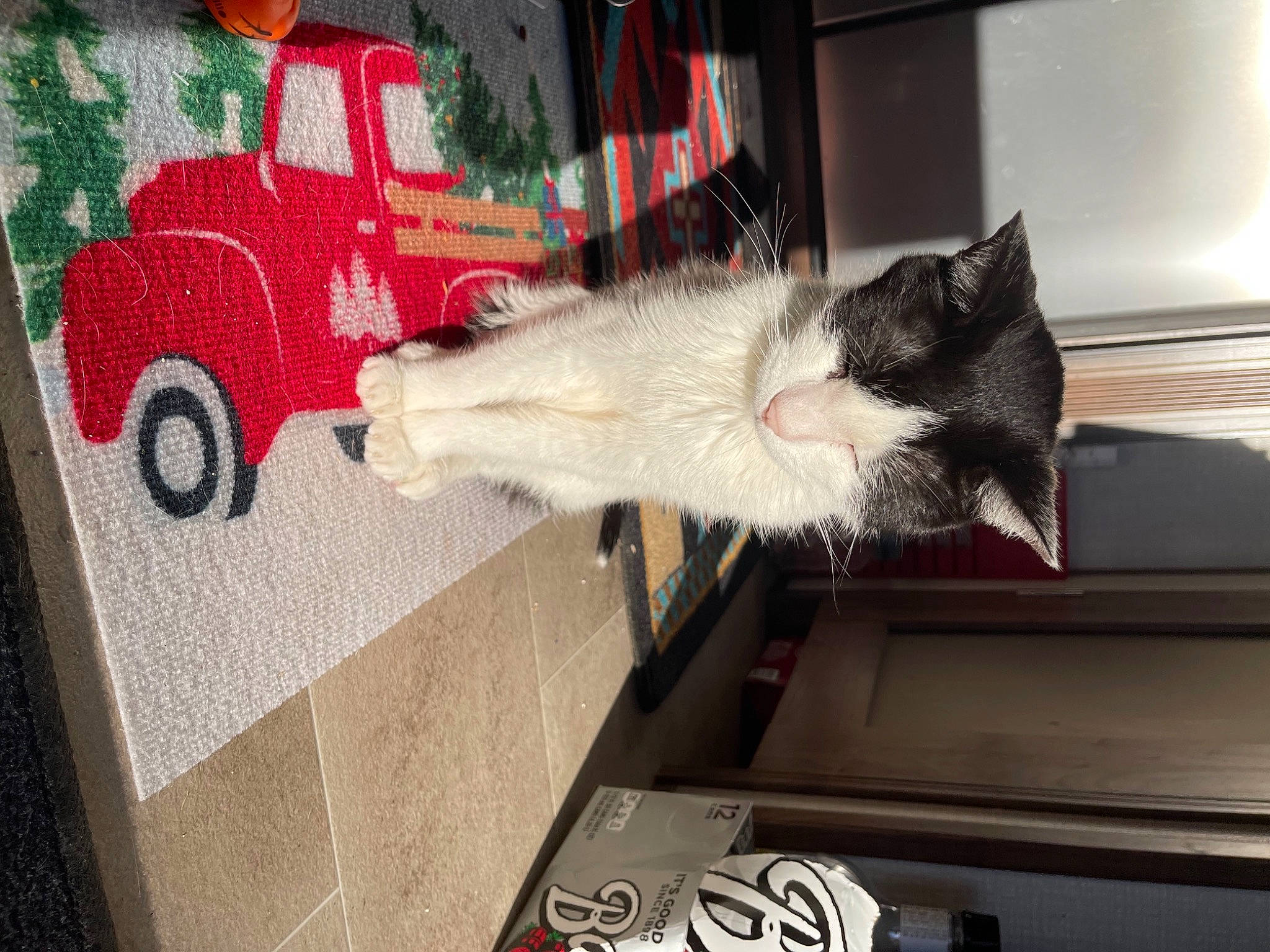 Oliver joined the competition — help win amazing prizes! art, canidae, carmine, carnivore, cat, dog_breed, domestic_short_haired_cat, felidae, flooring, fur, room, small_to_medium_sized_cats, snout, sporting_group, tail, tire, vehicle, visual_arts, wheel, whiskers