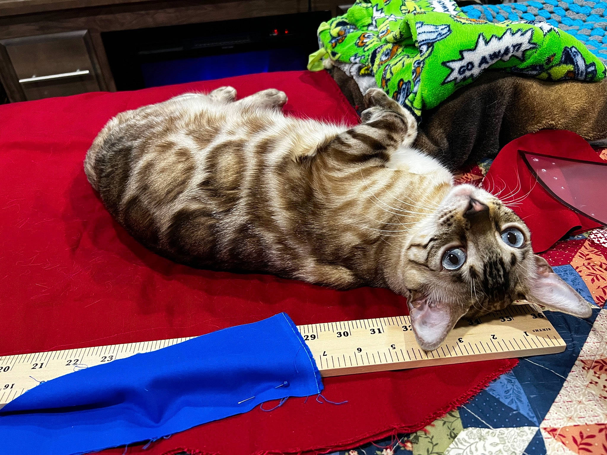 Bandit joined the competition — help win amazing prizes! carnivore, cat, comfort, computer_keyboard, domestic_short_haired_cat, felidae, fur, home_appliance, linens, mammal, paw, small_to_medium_sized_cats, tail, vertebrate, whiskers