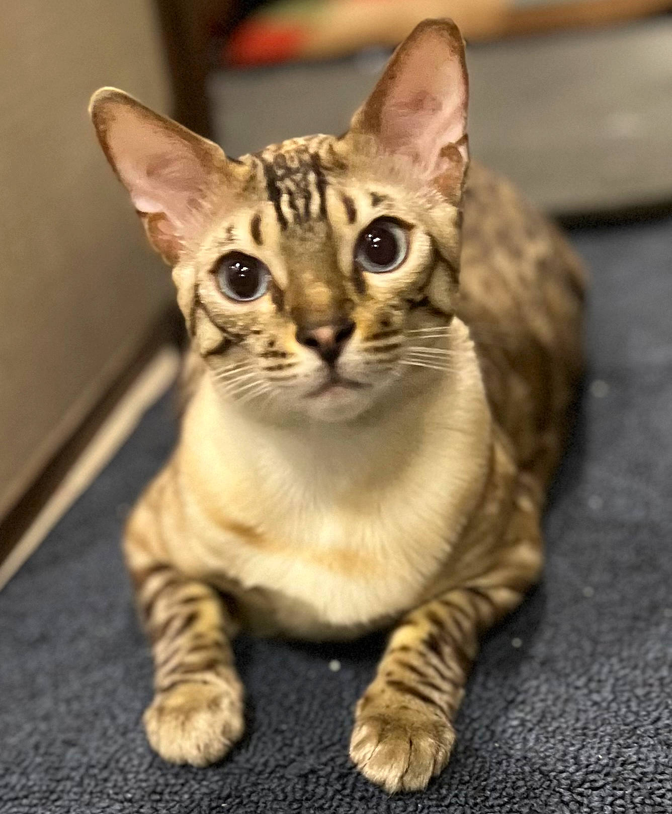 Bandit is registered to the contest to win money with this photo: carnivore, cat, domestic_short_haired_cat, eye, felidae, fur, head, paw, sitting, small_to_medium_sized_cats, snout, tail, terrestrial_animal, whiskers, wildlife