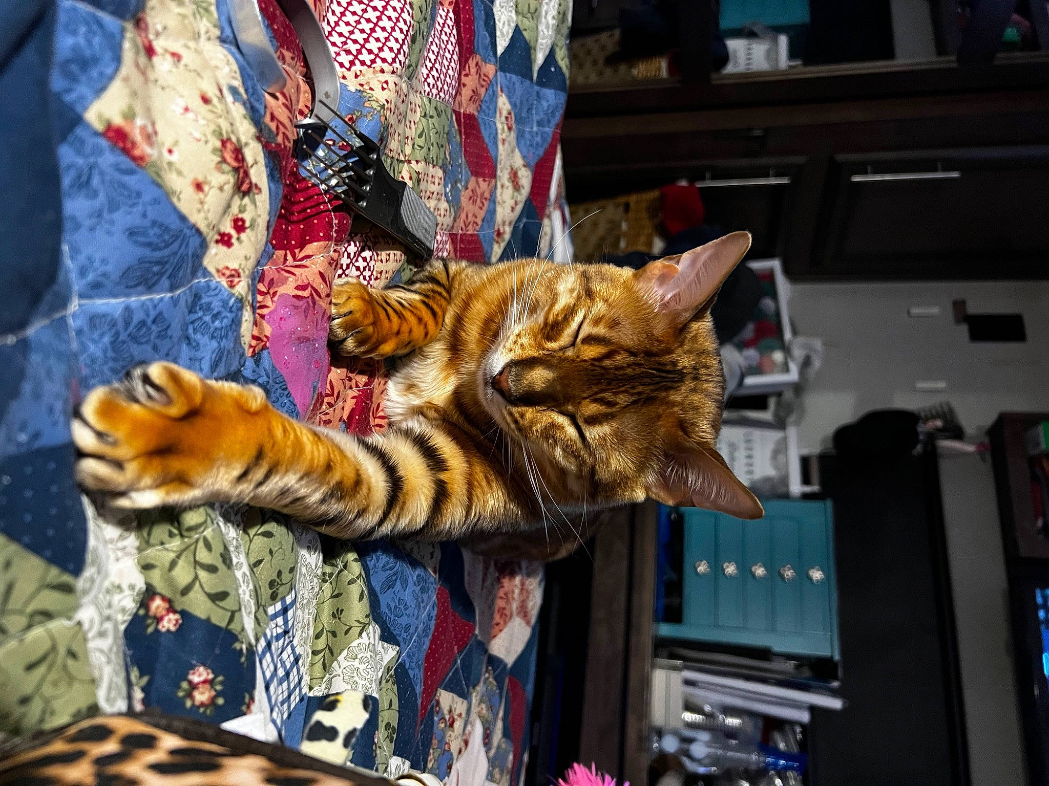 Joe Joe joined the competition — help win amazing prizes! big_cats, carnivore, cat, claw, comfort, domestic_short_haired_cat, fawn, felidae, fur, linens, pattern, paw, room, small_to_medium_sized_cats, tree, whiskers, wildlife